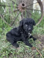 Max, a male Miniature Aussiedoodle for sale in Rock Rapids, IA – 5 of 6