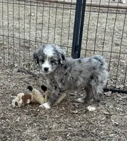 Bluey, a female Miniature Aussiedoodle for sale in Rock Rapids, IA – Photo 1 of 5
