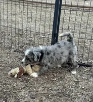 Bluey, a female Miniature Aussiedoodle for sale in Rock Rapids, IA – Photo 5 of 5