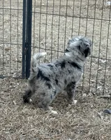 Bluey, a female Miniature Aussiedoodle for sale in Rock Rapids, IA – Photo 4 of 5
