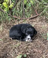 Gabby, a female Miniature Aussiedoodle for sale in Rock Rapids, IA – 4 of 6