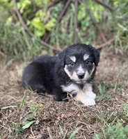Piper, a female Miniature Australian Shepherd for sale in Rock Rapids, IA – 3 of 6
