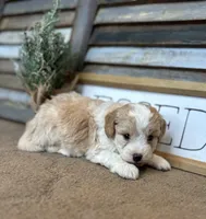 Buster, a male Miniature Aussiedoodle for sale in Rock Rapids, IA – Photo 8 of 8