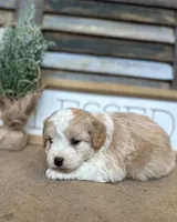 Buster, a male Miniature Aussiedoodle for sale in Rock Rapids, IA – Photo 7 of 8