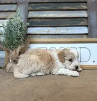 Buster, a male Miniature Aussiedoodle for sale in Rock Rapids, IA – Photo 5 of 8