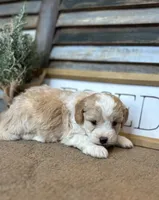 Buster, a male Miniature Aussiedoodle for sale in Rock Rapids, IA – Photo 3 of 8