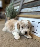 Buster, a male Miniature Aussiedoodle for sale in Rock Rapids, IA – Photo 2 of 8