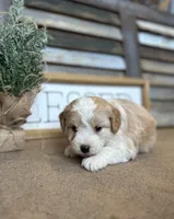Buster, a male Miniature Aussiedoodle for sale in Rock Rapids, IA – Photo 1 of 8