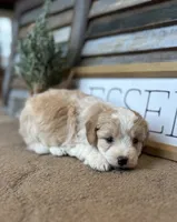 Buster, a male Miniature Aussiedoodle for sale in Rock Rapids, IA – Photo 4 of 8