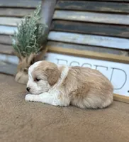 Buster, a male Miniature Aussiedoodle for sale in Rock Rapids, IA – Photo 6 of 8