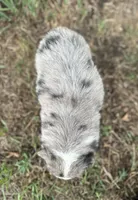 Peyton, a male Miniature Australian Shepherd for sale in Rock Rapids, IA – 6 of 6