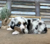 Maggie, a female Miniature Australian Shepherd for sale in Rock Rapids, IA – Photo 2 of 8