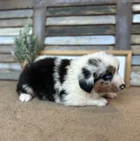 Maggie, a female Miniature Australian Shepherd for sale in Rock Rapids, IA – Photo 5 of 8
