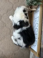 Maggie, a female Miniature Australian Shepherd for sale in Rock Rapids, IA – Photo 8 of 8