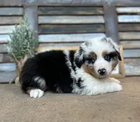Maggie, a female Miniature Australian Shepherd for sale in Rock Rapids, IA – Photo 1 of 8