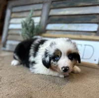 Maggie, a female Miniature Australian Shepherd for sale in Rock Rapids, IA – Photo 7 of 8