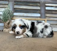 Maggie, a female Miniature Australian Shepherd for sale in Rock Rapids, IA – Photo 6 of 8