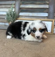 Maggie, a female Miniature Australian Shepherd for sale in Rock Rapids, IA – Photo 3 of 8