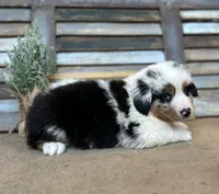 Maggie, a female Miniature Australian Shepherd for sale in Rock Rapids, IA – Photo 4 of 8