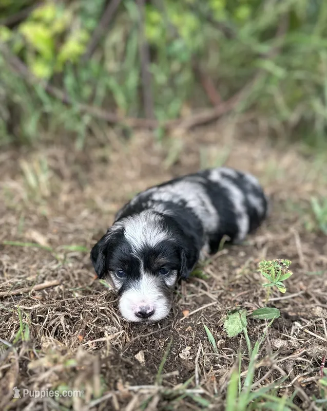 Gunther – Miniature Aussiedoodle puppy for sale in Rock Rapids, IA