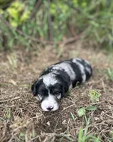 Gunther, a male Miniature Aussiedoodle for sale in Rock Rapids, IA – 1 of 2