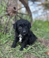 Max, a male Miniature Aussiedoodle for sale in Rock Rapids, IA – 2 of 6