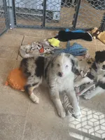 Penny, a female Miniature Australian Shepherd for sale in Rock Rapids, IA – 1 of 4