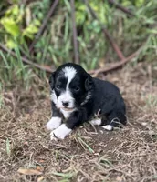 Gracie, a female Miniature Aussiedoodle for sale in Rock Rapids, IA – 5 of 5