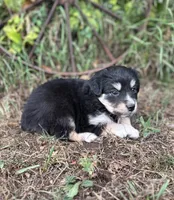 Piper, a female Miniature Australian Shepherd for sale in Rock Rapids, IA – 2 of 6