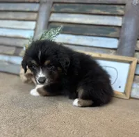 Milo, a male Miniature Australian Shepherd for sale in Rock Rapids, IA – Photo 6 of 7