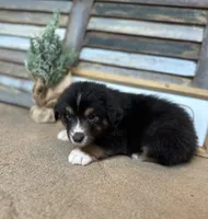 Milo, a male Miniature Australian Shepherd for sale in Rock Rapids, IA – Photo 4 of 7