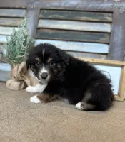 Milo, a male Miniature Australian Shepherd for sale in Rock Rapids, IA – Photo 3 of 7