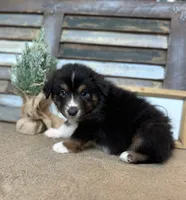 Milo, a male Miniature Australian Shepherd for sale in Rock Rapids, IA – Photo 2 of 7