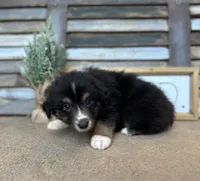 Milo, a male Miniature Australian Shepherd for sale in Rock Rapids, IA – Photo 7 of 7