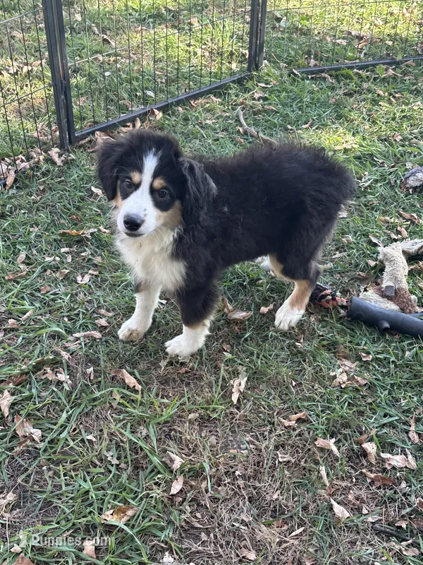 Bruce, a male Miniature Australian Shepherd for sale in Rock Rapids, IA – 1 of 5