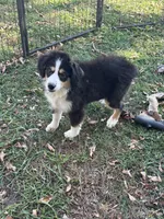Bruce, a male Miniature Australian Shepherd for sale in Rock Rapids, IA – 1 of 5