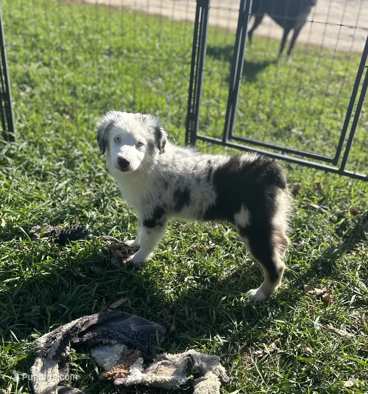 Penny – Miniature Australian Shepherd puppy for sale in Rock Rapids, IA