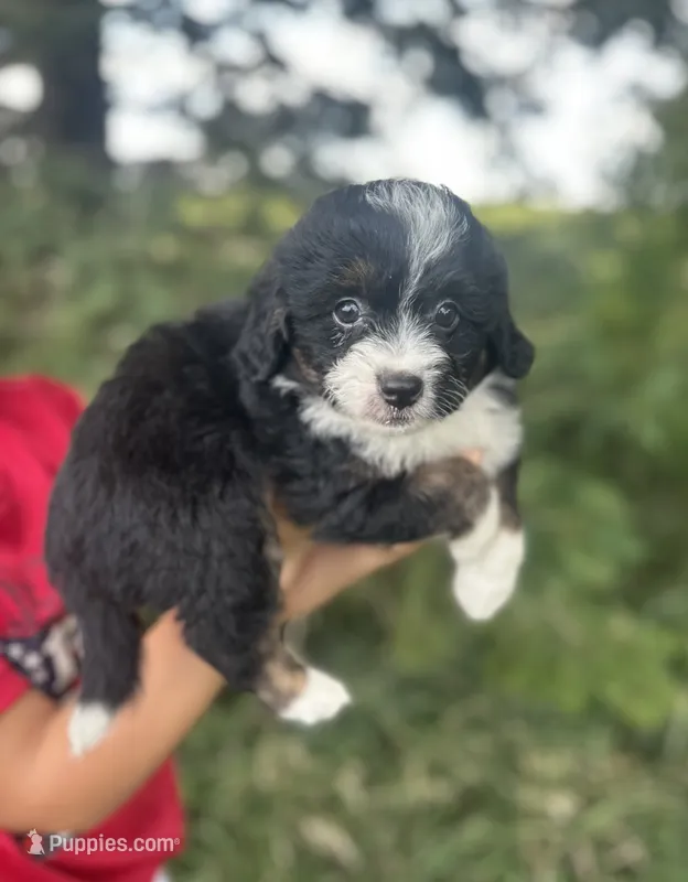 Gracie – Miniature Aussiedoodle puppy for sale in Rock Rapids, IA