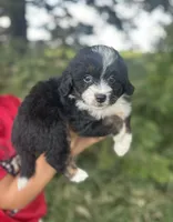 Gracie, a female Miniature Aussiedoodle for sale in Rock Rapids, IA – 1 of 6