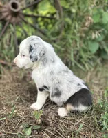 Penny, a female Miniature Australian Shepherd for sale in Rock Rapids, IA – 2 of 5