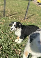Bubbles, a female Miniature Australian Shepherd for sale in Rock Rapids, IA – 7 of 7