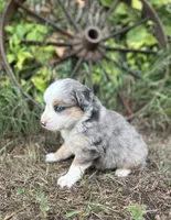 Peyton, a male Miniature Australian Shepherd for sale in Rock Rapids, IA – 3 of 6