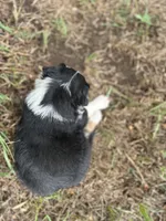 Peaches, a female Miniature Australian Shepherd for sale in Rock Rapids, IA – 6 of 6