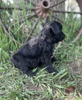 Max, a male Miniature Aussiedoodle for sale in Rock Rapids, IA – 6 of 6