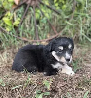 Piper, a female Miniature Australian Shepherd for sale in Rock Rapids, IA – 6 of 6