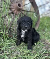 Milo, a male Miniature Aussiedoodle for sale in Rock Rapids, IA – 4 of 6
