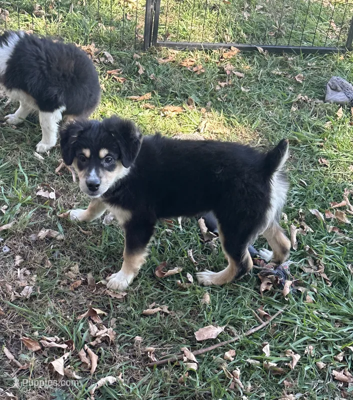 Piper – Miniature Australian Shepherd puppy for sale in Rock Rapids, IA