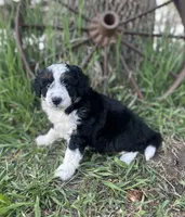 Diesel, a male Miniature Aussiedoodle for sale in Rock Rapids, IA – 5 of 5