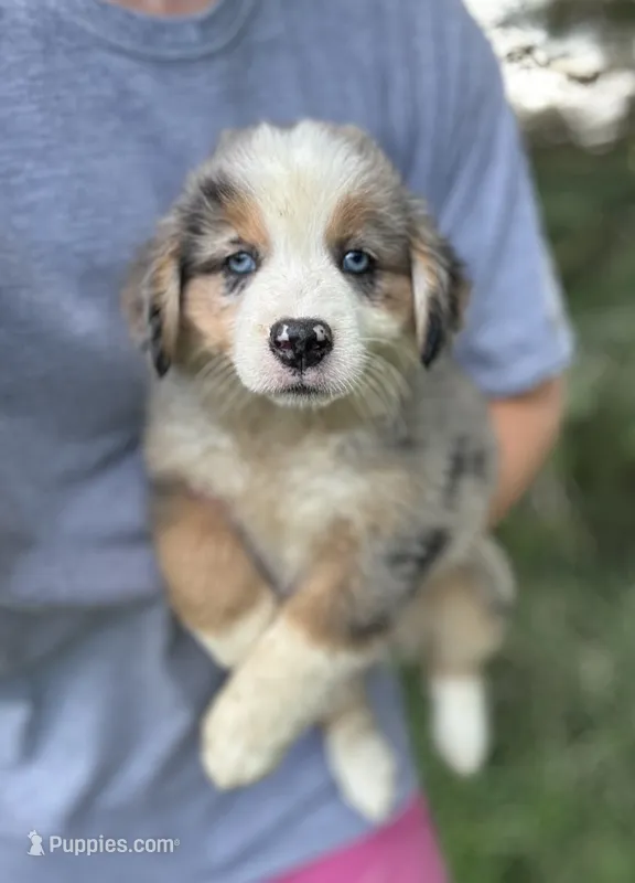 Peyton – Miniature Australian Shepherd puppy for sale in Rock Rapids, IA
