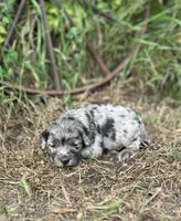 Gemma, a female Miniature Aussiedoodle for sale in Rock Rapids, IA – 2 of 6